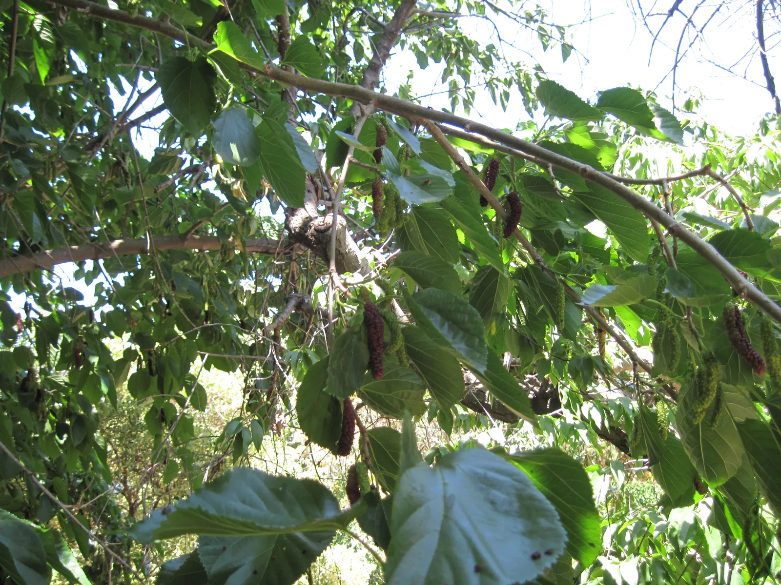 Leafy branches of a mulberry tree